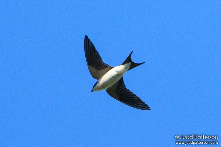 Bahama Swallow, Abaco National Park, Bahamas